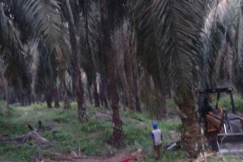 Gapki: Tuduhan terhadap industri sawit