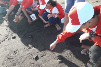 BUMN HADIR- SMN Kalteng lepas penyu di Pantai Pelangi