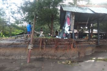 11 hektare cemara laut di Tanjungmutiara dihantam abrasi