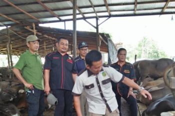 Ketersediaan hewan kurban Palangka Raya dipastikan cukup