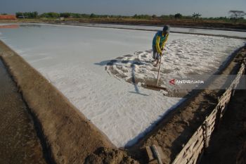 Harga Garam Turun