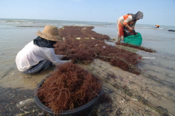 Harga Rumput Laut Naik
