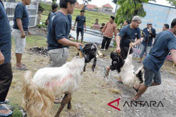 1.592 hewan kurban untuk muslim Kota Kupang