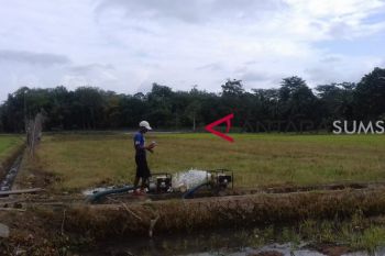 BPS Sumsel verifikasi luas lahan sawah
