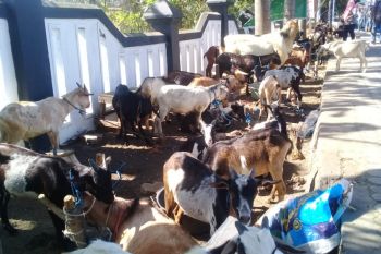 Penyaluran hewan kurban di masjid Ternate berkurang