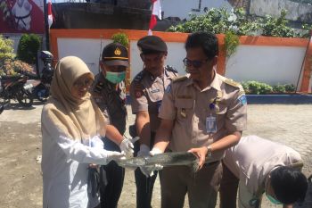 Karena berbahaya bagi manusia, ikan-ikan ini dimusnahkan BKIPM Padang
