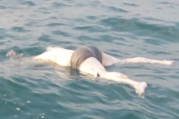 Mayat tanpa kepala mengapung di laut Mapur