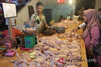 Harga daging Tanjungpinang stabil jelang Idul Adha