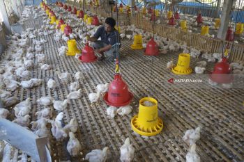Kendala Peternakan Ayam Potong