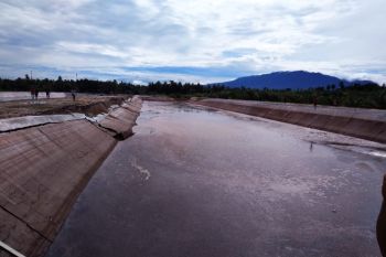 Kolam limbah kelapa sawit jebol di Agam,  200 hektare tanaman padi terancam rusak