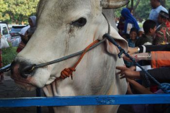 Kurban Sapi di Jatim Meningkat 15 Persen