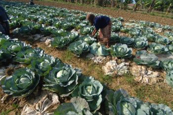 Harga Kubis Turun
