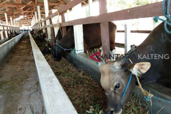 DKPP Palangka Raya temukan sapi tak layak untuk kurban