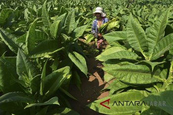Sering dibodohi, petani Temanggung minta pembelian tembakau secara tunai