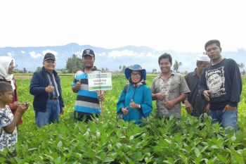 BPTP  kaji terap penanaman kedelai di Sumbar
