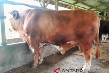 Seekor sapi kurban dari Presiden untuk korban gempa di Lombok