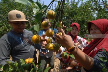 Wisata Petik Buah Jeruk