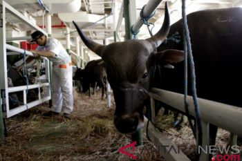 11.000 sapi dari NTT untuk kebutuhan Idul Adha di Jakarta dan Kalimantan