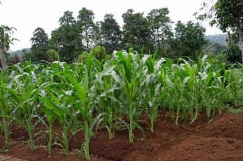 Pemkab Biak Numfor fasilitasi budidaya 100 hektare tanaman jagung