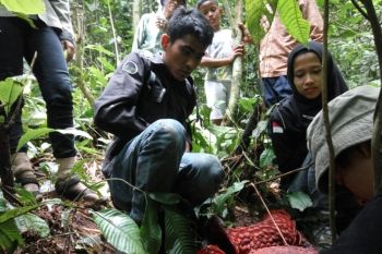 Sebaran baru bunga rafflesia, kini ditemukan di pinggir Danau Maninjau