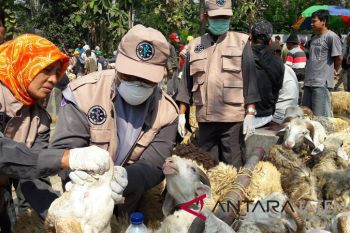 Antisipasi penyakit, Pemkab Temanggung periksa hewan kurban