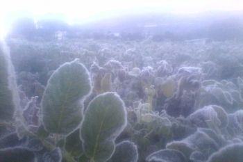 Embun es selimuti kawasan Dieng