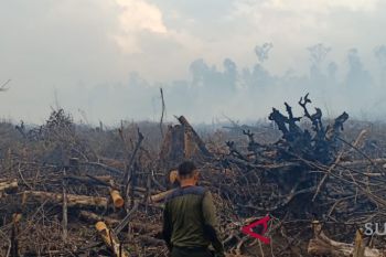 Selama delapan bulan, 856,12 hektare hutan dan lahan di Aceh terbakar