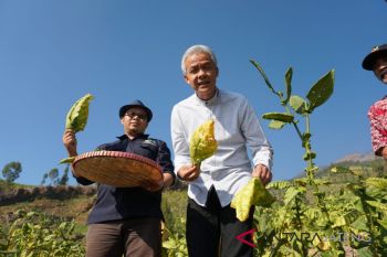 Ganjar panen tembakau di Temanggung