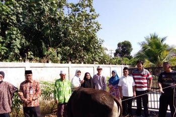 Tahun ini Disbun Kalteng berkurban tiga ekor sapi