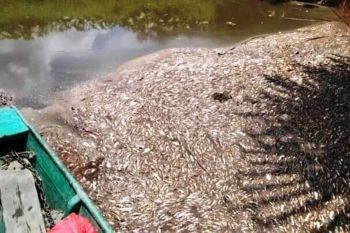 Ribuan ikan mati di Sungai Seranau Kotim, ada apa?