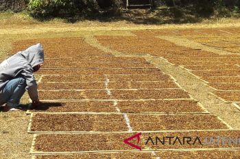 Harga tembakau tingkat petani di Wonosobo naik Rp15.000/Kg