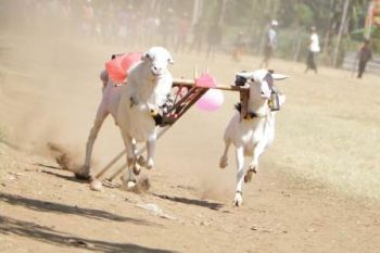 Karapan Kambing di "Semipro" Upaya Lestarikan Budaya Lokal Kota Probolinggo