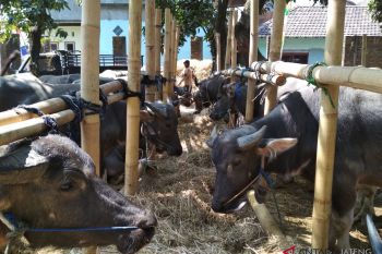 Harga kerbau di Kudus tembus Rp32 juta/ekor