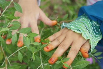 Insektisida buatan mahasiswa UI dari daun pacar berhasil membunuh nyamuk