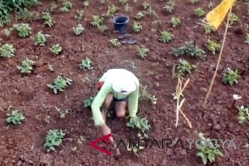Sandiaga dorong pengelolaan lahan pertanian berbasis komunitas