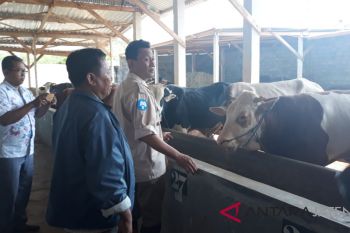 Ketersediaan hewan kurban di Batang aman