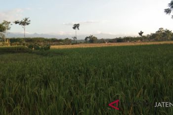 Ratusan hektare lahan pertanian Pekalongan kekeringan