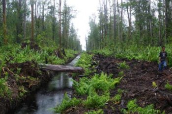 Wahana Lingkungan Hidup Minta Pemerintah Perketat Pantauan Restorasi Lahan Gambut Korporasi