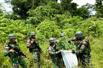 Satgas Yonif 644/Wls telah amankan 2,5 kilogram ganja