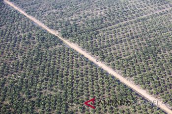 Harga sawit Riau turun menjadi Rp1.325,25