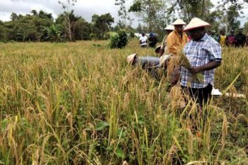 Bupati Asmat panen padi di Distrik Sirets