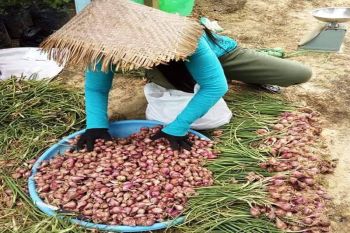 Petani bawang merah di Gumas mulai panen