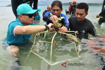 Pertamina bantu pulihkan karang rusak di Kepulauan Togean (vidio)