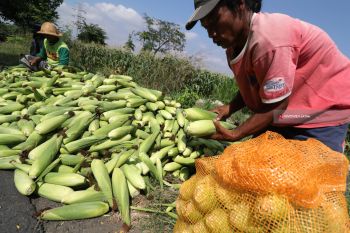 HPP Jagung Naik