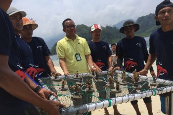 Pertamina transplantasi terumbu karang di Pulau Pasumpahan Padang