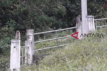 Ratusan monyet turun bukit mencuri telur ayam