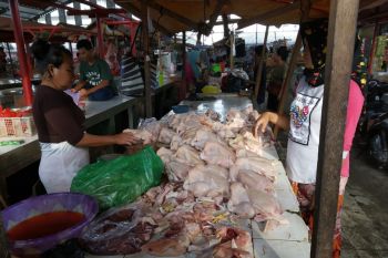 Harga ayam potong turun