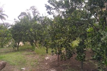 Ini yang dilakukan petani Pasaman Barat menyikapi mahalnya pupuk anorganik