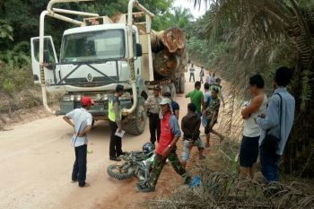 Tragis, konsultan ini tewas mengenaskan dihantam truk penuh kayu gelondongan