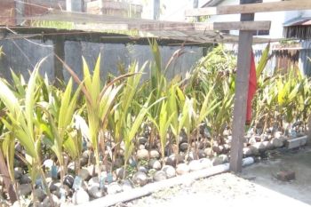 Padang Pariaman kembangkan kelapa kopyor penuhi kebutuhan pasar kelapa muda